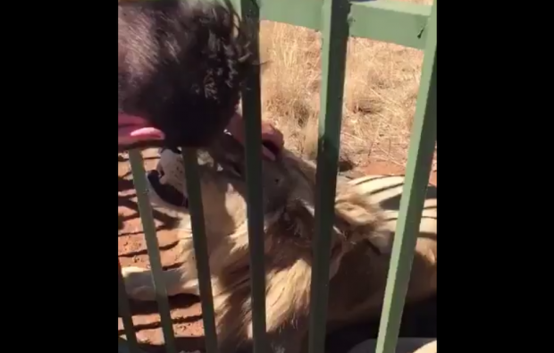 Ospreys hooker Scott Baldwin pets a lion