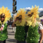 Fan Cam: Sunflowers