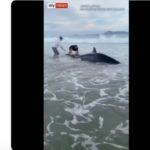 Watch: All Blacks great rescues whale